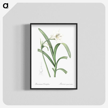 3-25_The-Lilies_blk-crop