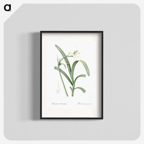 3-25_The-Lilies_blk