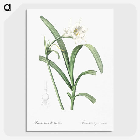 3-25_The-Lilies_picture-crop