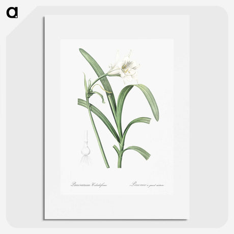 3-25_The-Lilies_picture