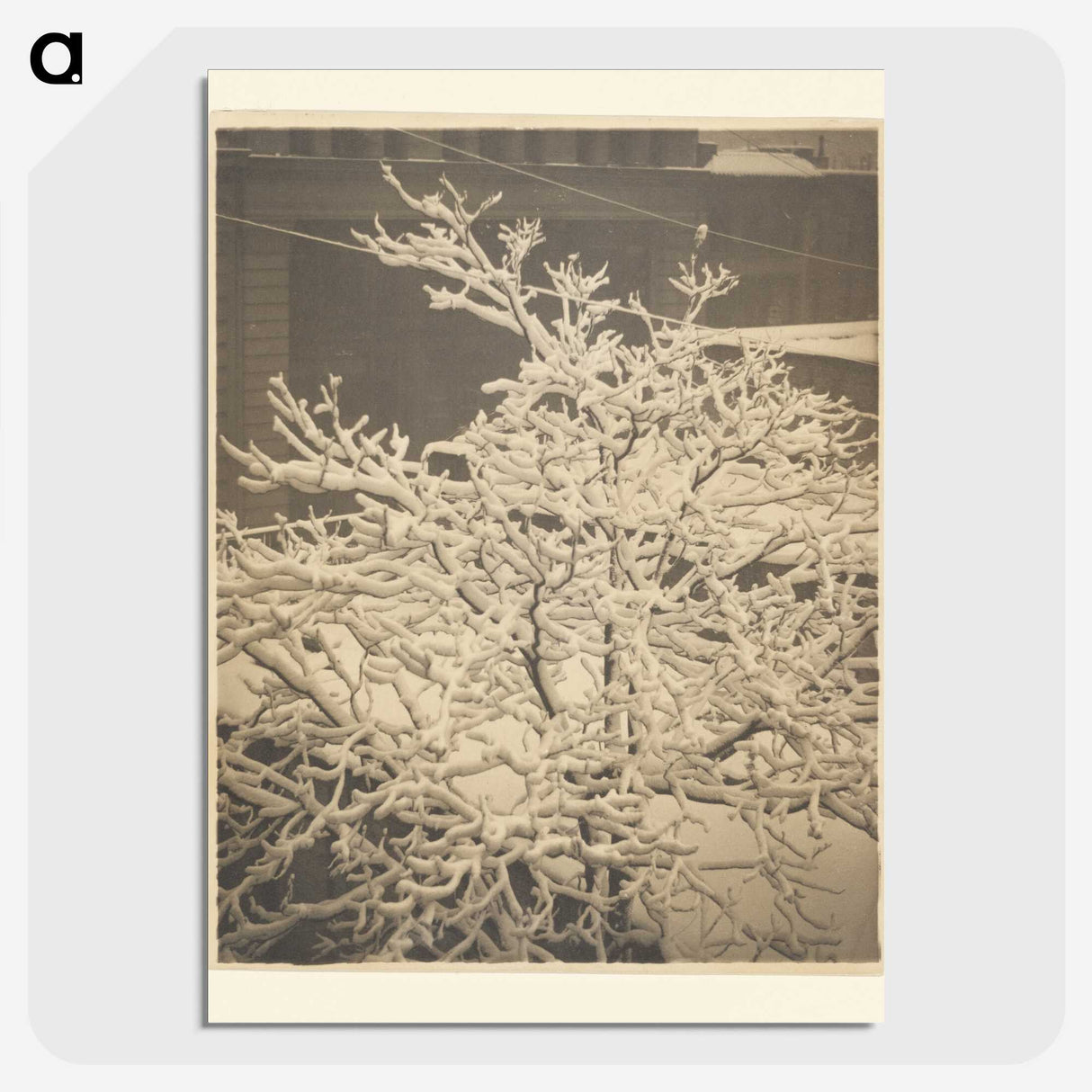 3-26_Alfred-Stieglitz_picture-crop