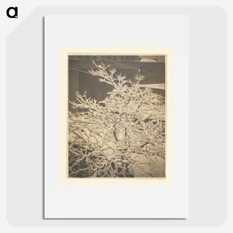 3-26_Alfred-Stieglitz_picture
