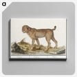 3-26_Anselmus-Boetius-de-Boodt_canvas