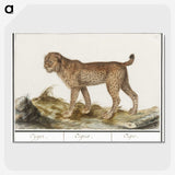 3-26_Anselmus-Boetius-de-Boodt_picture-crop