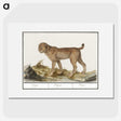 3-26_Anselmus-Boetius-de-Boodt_picture