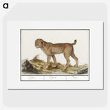 3-26_Anselmus-Boetius-de-Boodt_picture