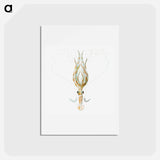 アートポストカード-Vintage squid marine life illustration - エルンスト ヘッケル Postcard.