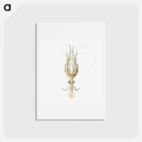 アートポストカード-Vintage squid marine life illustration - エルンスト ヘッケル Postcard.