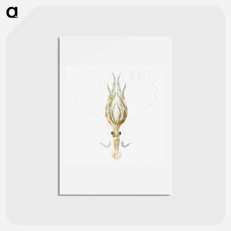 アートポストカード-Vintage squid marine life illustration - エルンスト ヘッケル Postcard.