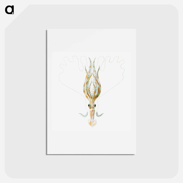 アートポストカード-Vintage squid marine life illustration - エルンスト ヘッケル Postcard.