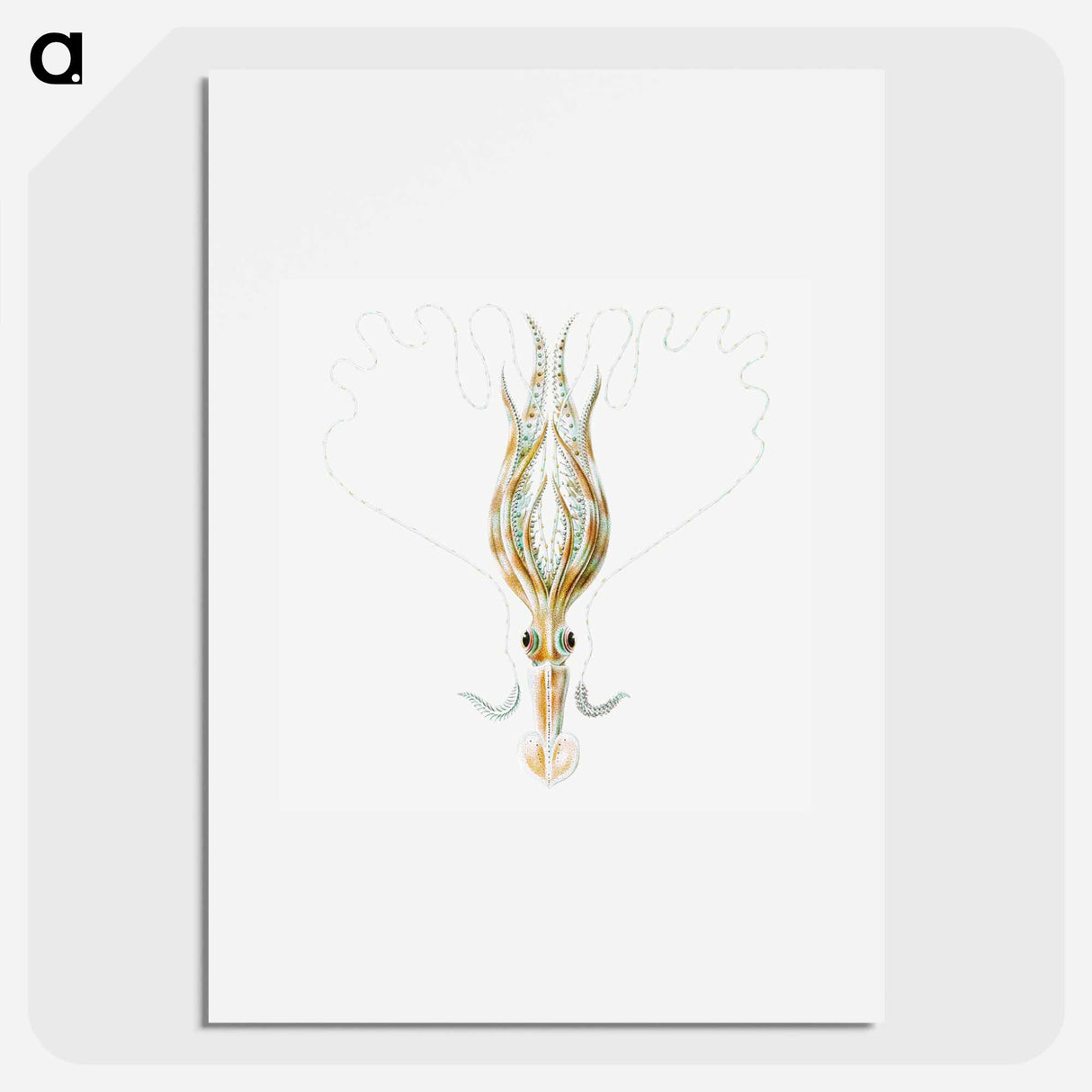 Vintage squid marine life illustration - エルンスト ヘッケル Poster.
