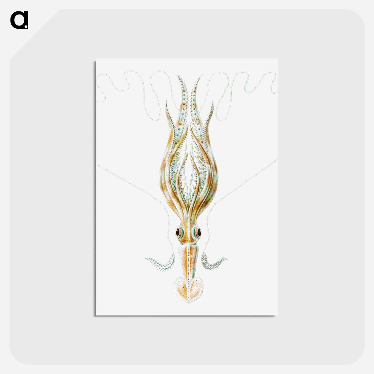 アートポストカード-Vintage squid marine life illustration - エルンスト ヘッケル Postcard.