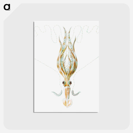 アートポストカード-Vintage squid marine life illustration - エルンスト ヘッケル Postcard.