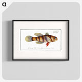 3-26_Ichtyologie-ou-Histoire-naturelle_blk
