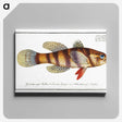 3-26_Ichtyologie-ou-Histoire-naturelle_canvas