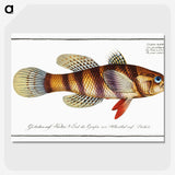 3-26_Ichtyologie-ou-Histoire-naturelle_picture-crop