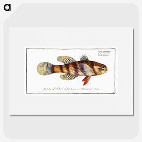 3-26_Ichtyologie-ou-Histoire-naturelle_picture