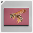 3-26_Insects-Unlocked-Project_canvas