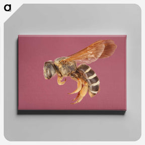 3-26_Insects-Unlocked-Project_canvas