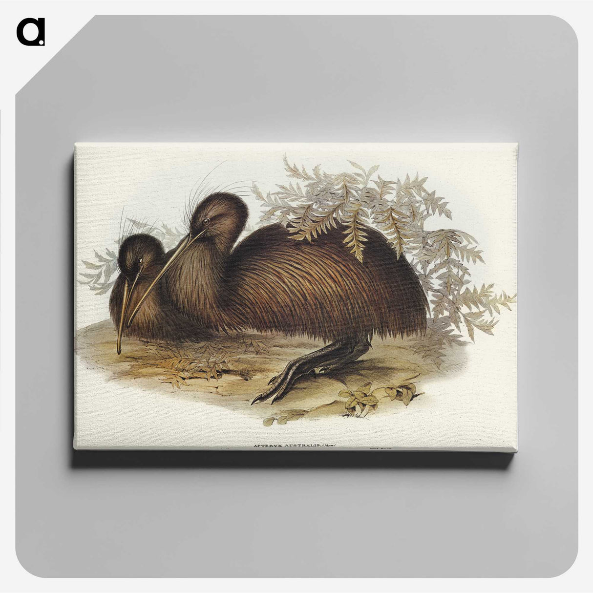 3-26_John-Gould_canvas