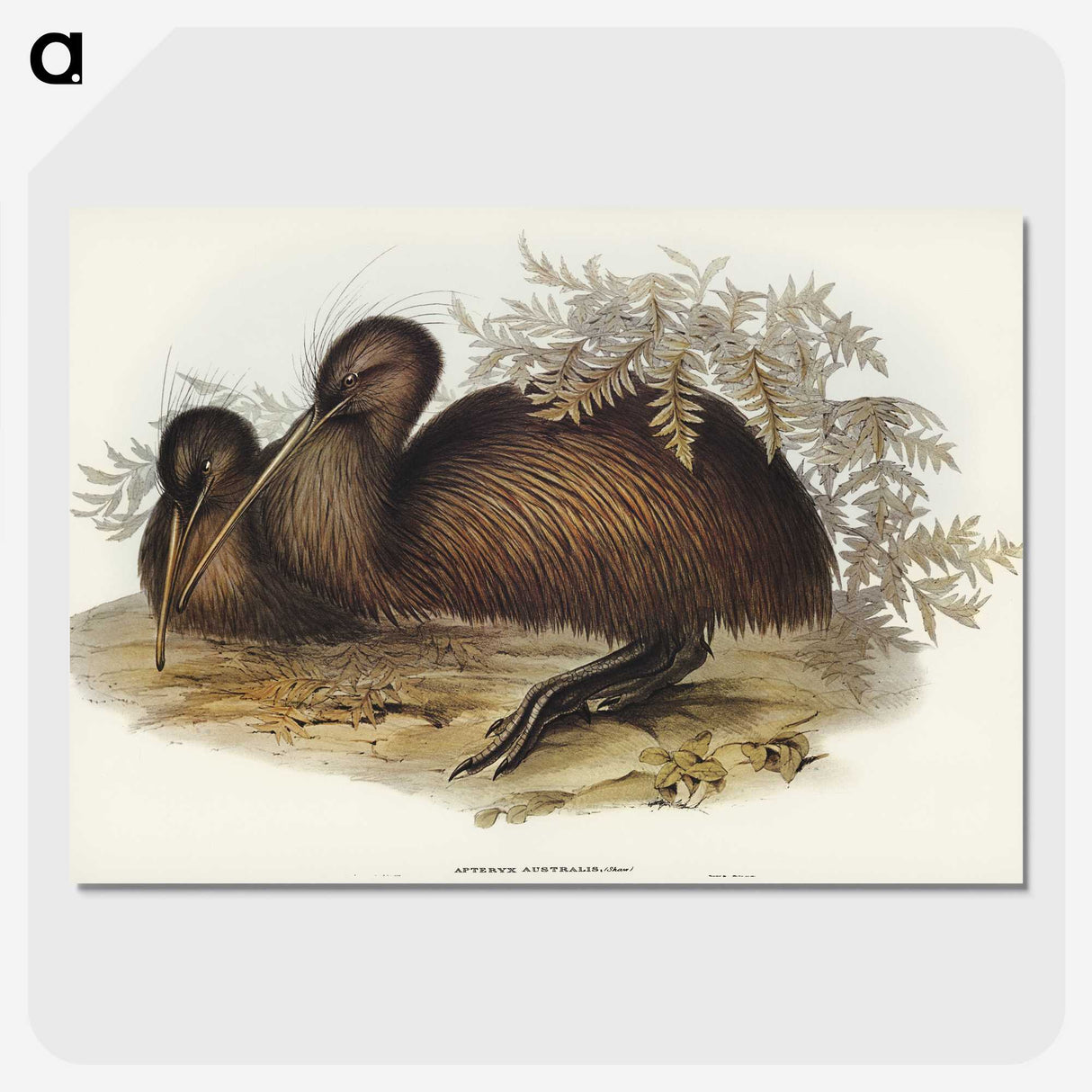 3-26_John-Gould_picture-crop