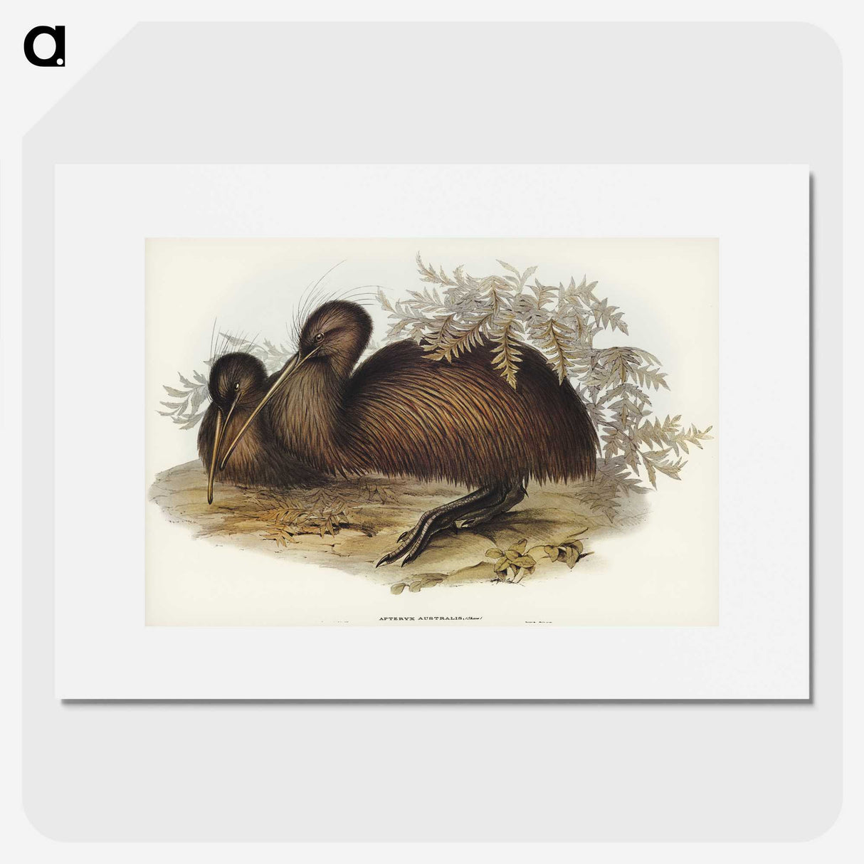 3-26_John-Gould_picture