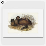3-26_John-Gould_picture