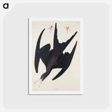 アートポストカード-Frigate Pelican
 - ジョン ジェームス オーデュボン Postcard.