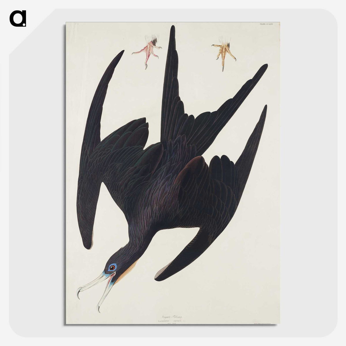 3-26_John-James-Audubon_picture-crop