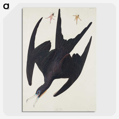 3-26_John-James-Audubon_picture-crop