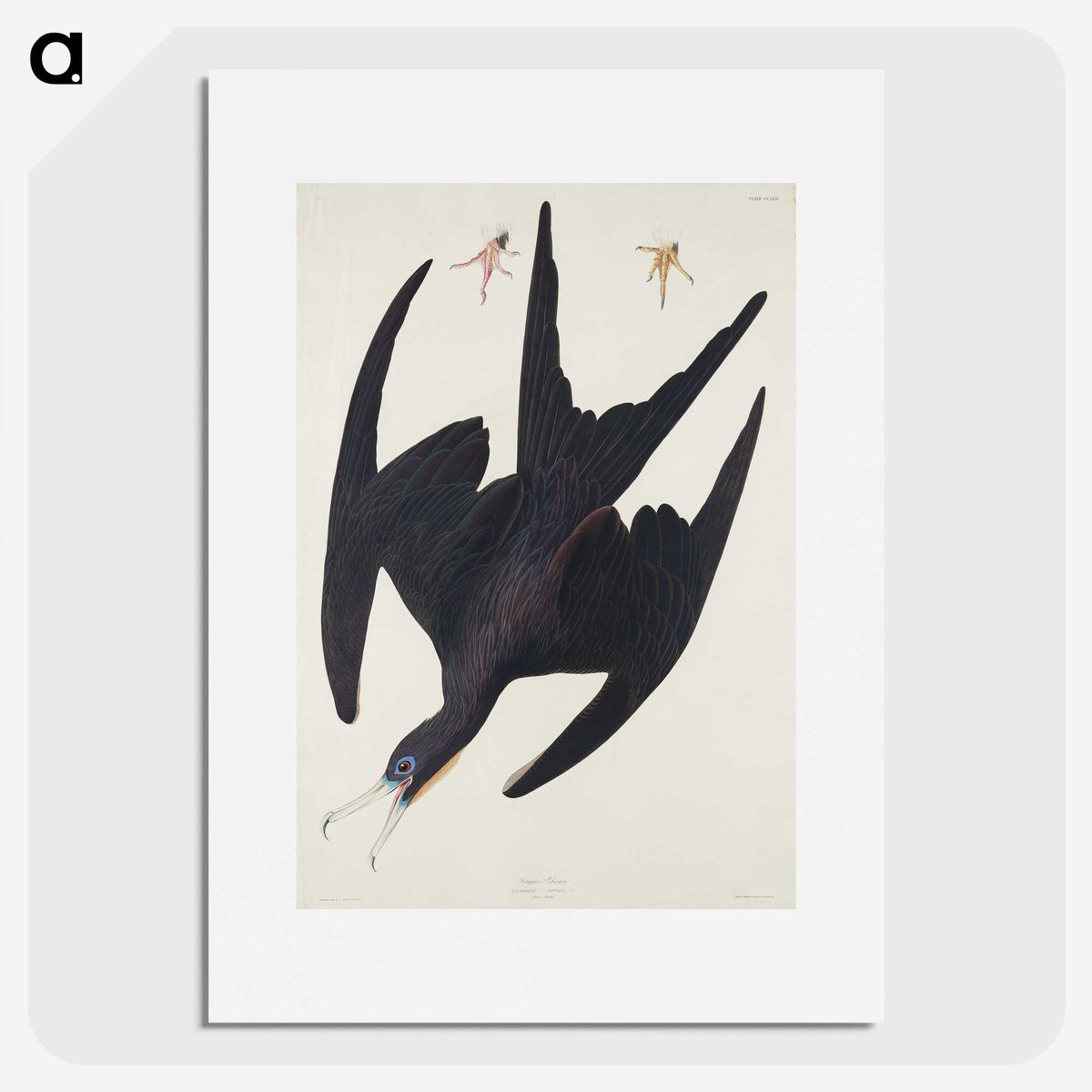 3-26_John-James-Audubon_picture