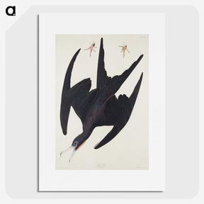 3-26_John-James-Audubon_picture