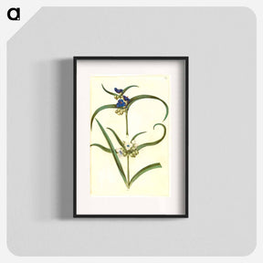 アートポスター-Tradescantia virginiana or Tradescantia ohiensis
 - マリア ジビーラ メーリアン Poster.
