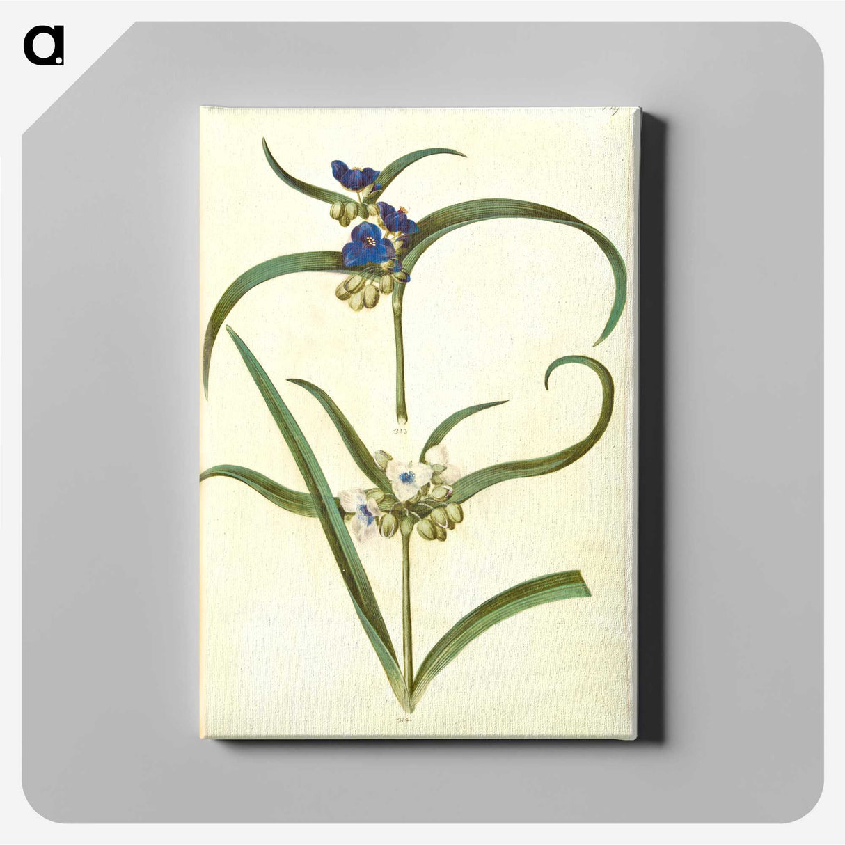 3-26_Maria-Sibylla-Merian_canvas