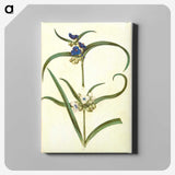 3-26_Maria-Sibylla-Merian_canvas