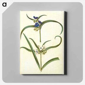 アートパネル-Tradescantia virginiana or Tradescantia ohiensis
 - マリア ジビーラ メーリアン Canvas.