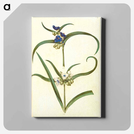 アートパネル-Tradescantia virginiana or Tradescantia ohiensis
 - マリア ジビーラ メーリアン Canvas.
