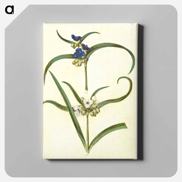 アートパネル-Tradescantia virginiana or Tradescantia ohiensis
 - マリア ジビーラ メーリアン Canvas.