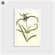 アートポストカード-Tradescantia virginiana or Tradescantia ohiensis
 - マリア ジビーラ メーリアン Postcard.