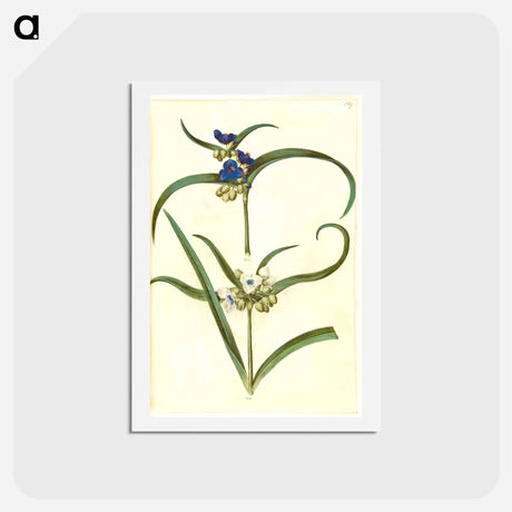 アートポストカード-Tradescantia virginiana or Tradescantia ohiensis
 - マリア ジビーラ メーリアン Postcard.