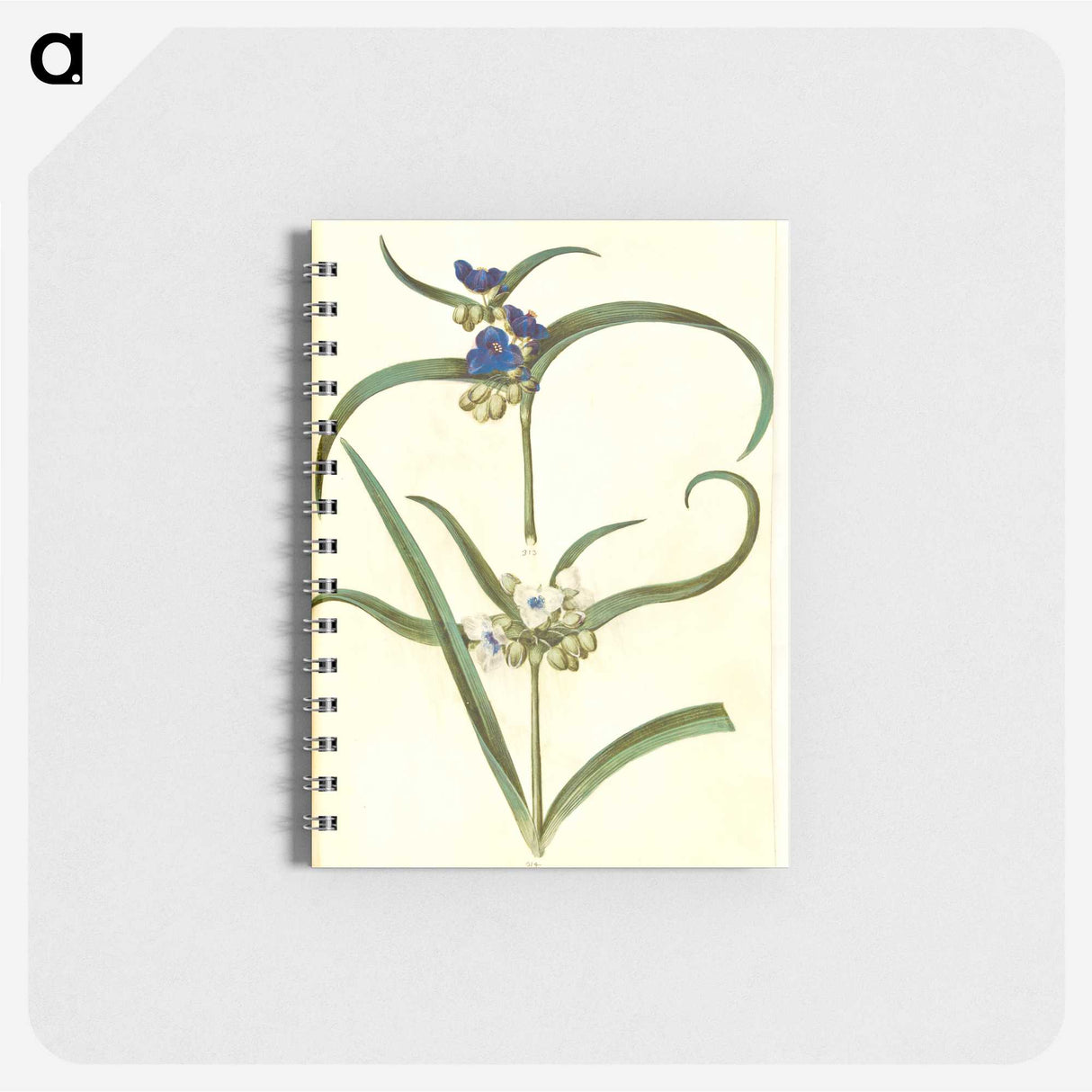 3-26_Maria-Sibylla-Merian_memo