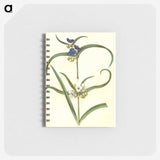 3-26_Maria-Sibylla-Merian_memo