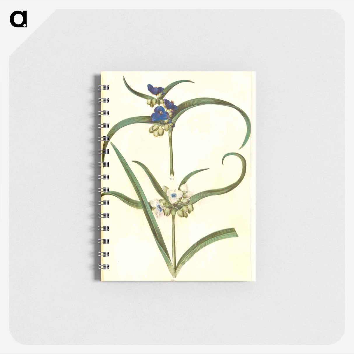 アートメモ帳-Tradescantia virginiana or Tradescantia ohiensis
 - マリア ジビーラ メーリアン Memo.