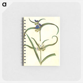 アートメモ帳-Tradescantia virginiana or Tradescantia ohiensis
 - マリア ジビーラ メーリアン Memo.
