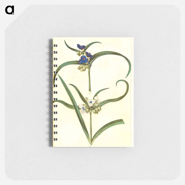 アートメモ帳-Tradescantia virginiana or Tradescantia ohiensis
 - マリア ジビーラ メーリアン Memo.