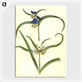 3-26_Maria-Sibylla-Merian_picture-crop