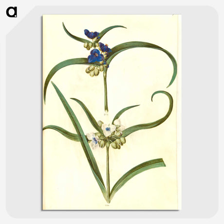 3-26_Maria-Sibylla-Merian_picture-crop