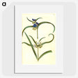 3-26_Maria-Sibylla-Merian_picture