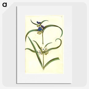 3-26_Maria-Sibylla-Merian_picture