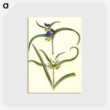 アートポストカード-Tradescantia virginiana or Tradescantia ohiensis
 - マリア ジビーラ メーリアン Postcard.